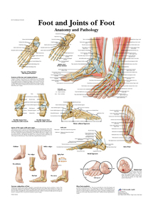 Wandplaat anatomie en pathologie