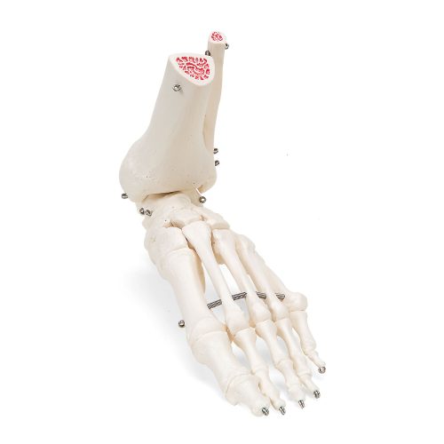 Voet, enkel skelet (rechts)