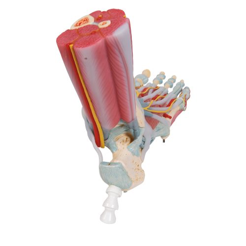 Voet, enkel (rechts) met banden en spieren
